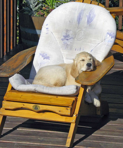 Goldenfield Kennel - Thumbnail