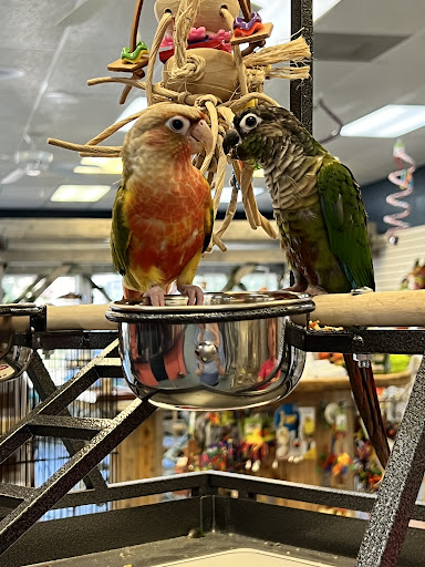 ROYAL AVIAN PLUS - Thumbnail