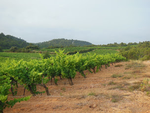 Photo n°2 de La Côte des Pères à Villespassans (Vignoble)