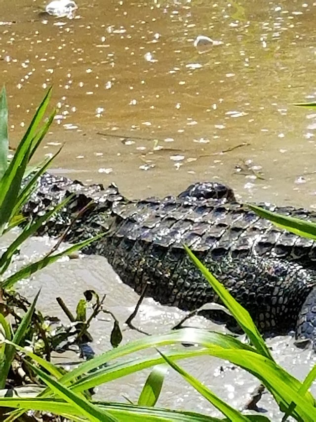 Honey Island Swamp Tours