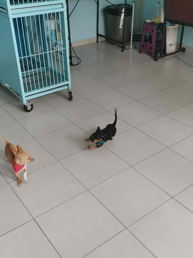 Clínica Veterinaria y Estética Canina Bi'Ku