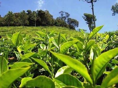 Noapara Tea Estate