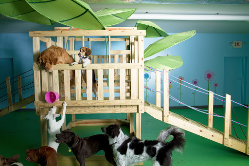 Delaware Pet Stuff - Visual
