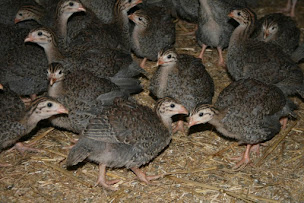 Photo n°2 de La Poussinière SCEA à Artigueloutan (Agriculteur)