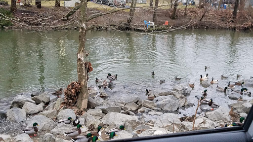 Waterfowl Observation - Thumbnail