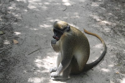 Photos of Bijilo National Park