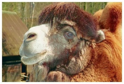 Photos of Halberstadt Zoo