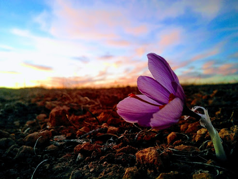 Azafrán Desbrín by null