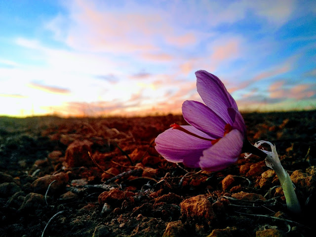 Azafrán Desbrín by null