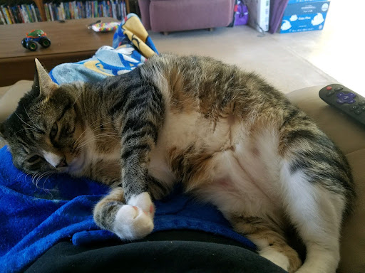 Watauga Humane Society - Thumbnail
