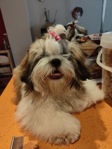 Nuria Mj estilista canino - Thumbnail