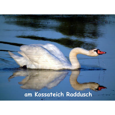 Photos of Sreewald Kahnfahrten Raddusch (S.K.R.)