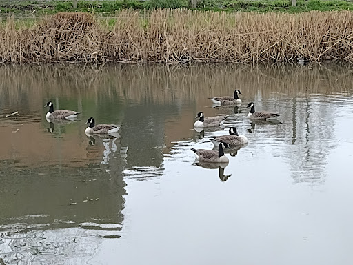Frenches Ponds - Visual