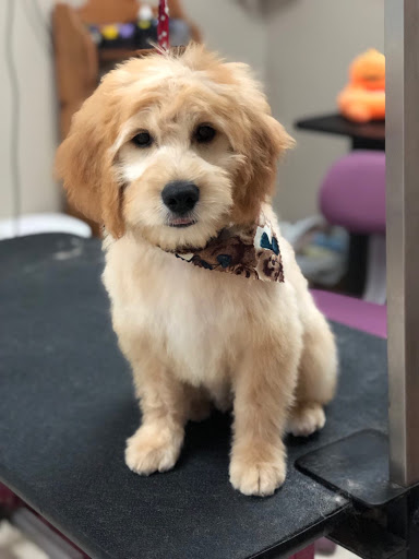A Boutique 4 Paws