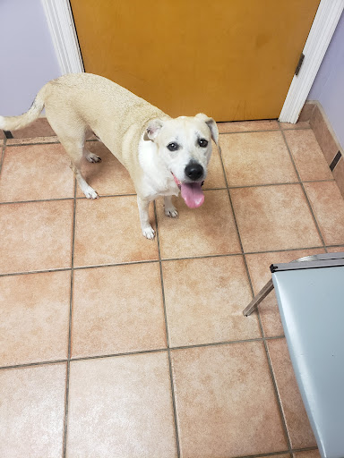 Central Baldwin Veterinary Hospital - Thumbnail