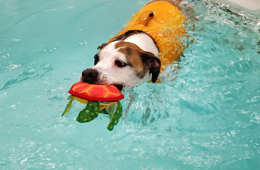Good Dog Aquatic Fitness