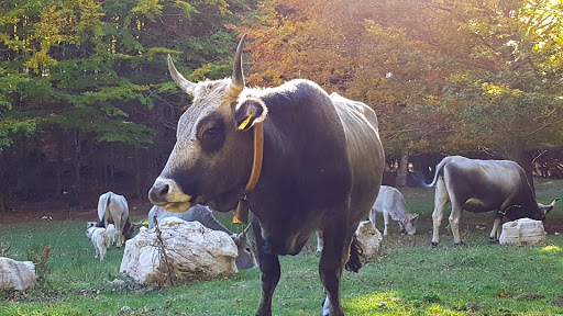 Monte Terminio Avellino Destimap Destinations On Map