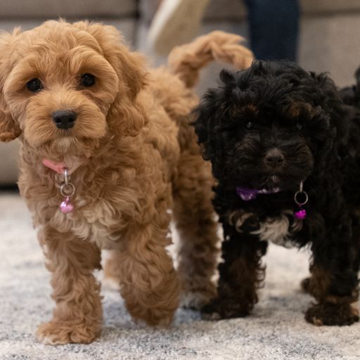 Spot On Puppies - Thumbnail