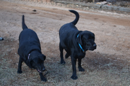 Riverland Boarding Kennels