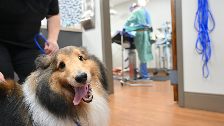 Forest Lakes Animal Clinic