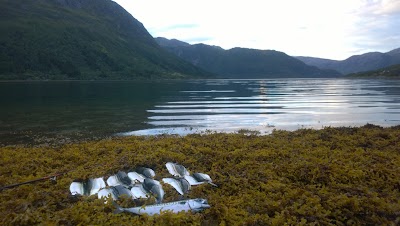 Photos of Gullesfjordbotn Camping