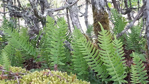 RMK Sääretirbi telkimisala