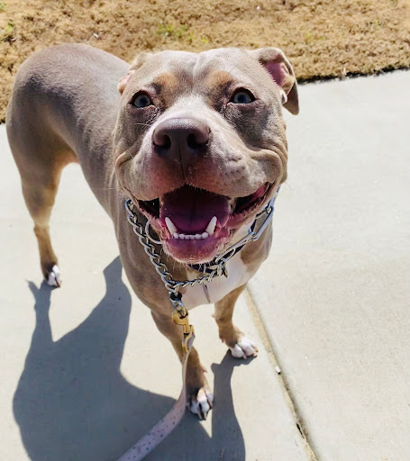 Wake Forest Animal Hospital - Thumbnail