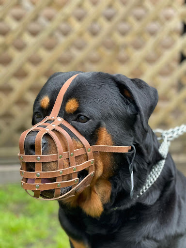 L&J Pets UK Gallery - United Kingdom