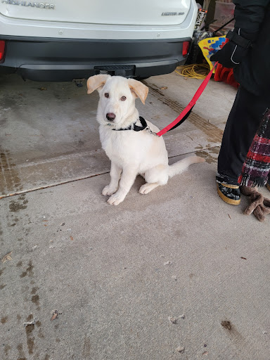 South Ogden Animal Control - Thumbnail