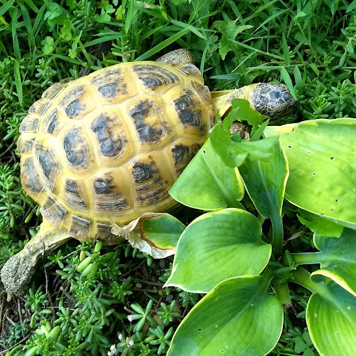 Turtle Power Park - Visual