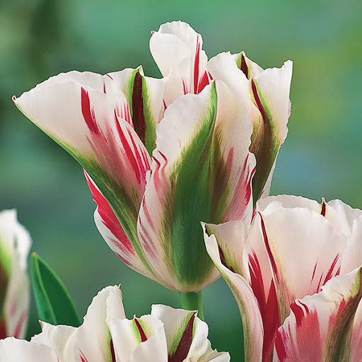 Bulbs.co.uk - Visual