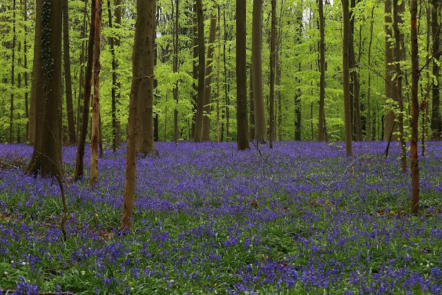 Bois De Halle