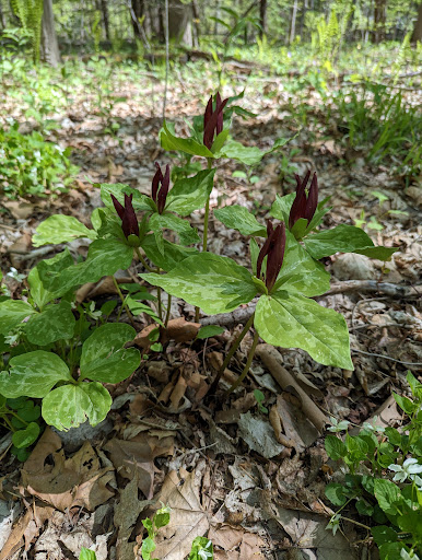 Mundy Wildflower Garden Gallery - United States