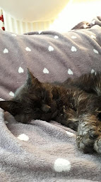 Photo n°8 de Clinique Vétérinaire de la Forge à Saint-Gilles (Vétérinaire)