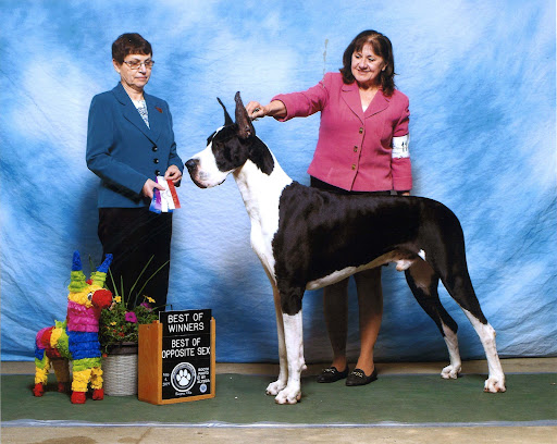 Pennsylvania Animal Wellness and Surgery - Thumbnail