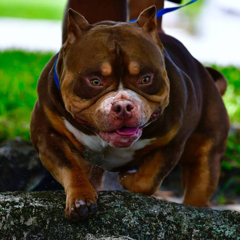 HOW MUCH DOES AN AMERICAN BULLY COST?, by BULLY KING Magazine, BULLY KING  Magazine