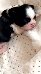 Photo n°20 de Shih Tzu du Temple des Mandarins à Tupigny (Éleveur)