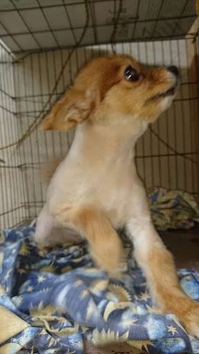 Clínica Veterinaria Cachorros - Thumbnail