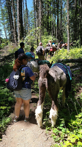 Swan Mountain Llama Trekking - Thumbnail