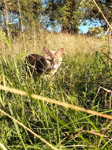 Fronfelen Cattery