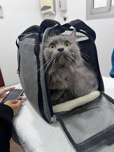 EverVet Veterinary Clinic (Bedok) - Thumbnail