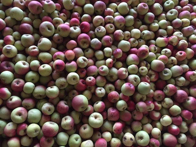 Zathinoé Cidre Fermier