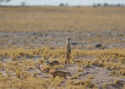 Photos of Camp Kalahari