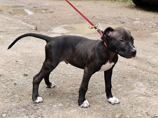 Pitbull male puppy available in Indore mp 🌎 post image