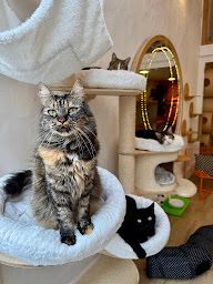 Photo n°21 de ChatperlipoPet’ à Lyon (Garde d'animaux de compagnie)