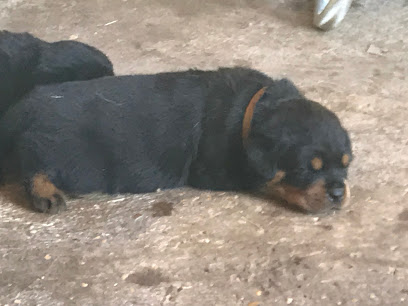 Centro cinofilo ASD Dog city