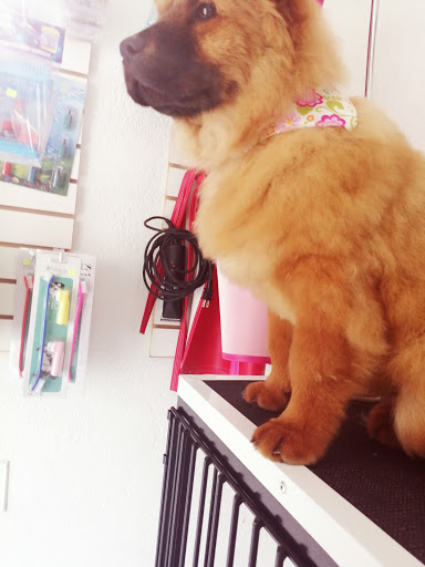 Pets Life