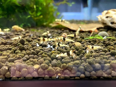 Shrimp Aquatics