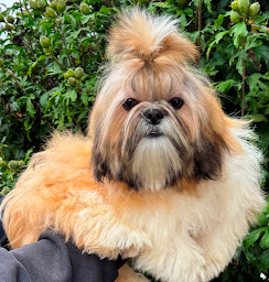 Photo n°28 de élevage des Merveilles d'Océane à Saint-Firmin-des-Bois (Magasin d'articles pour animaux)