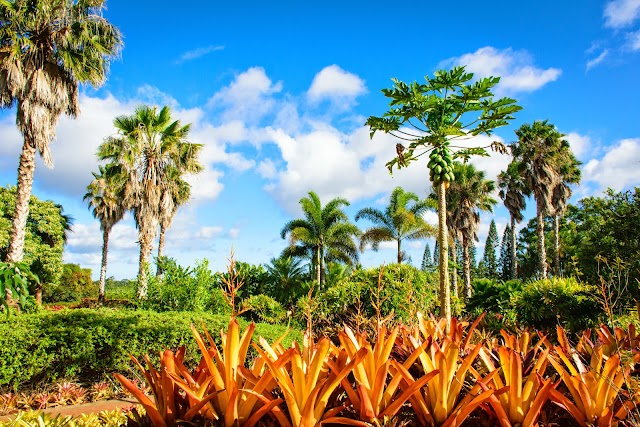 Dole Plantation